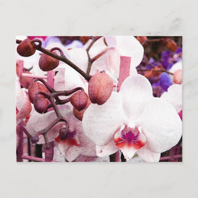 white orchid postcard (Front)
