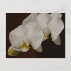 White Orchid Postcard