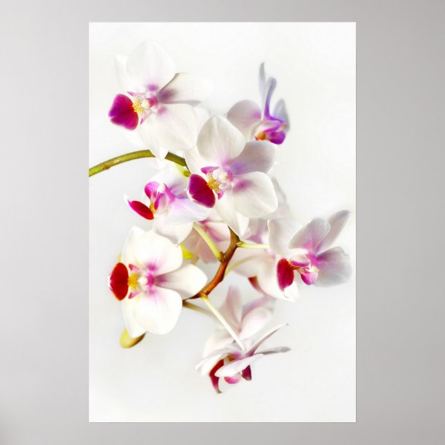 White Orchid Poster (Front)