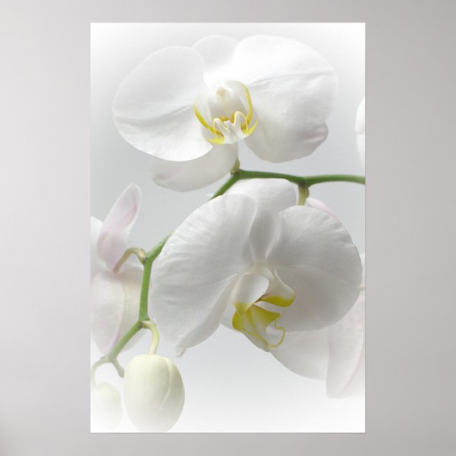 White orchid print (Front)