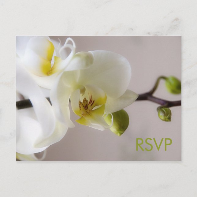 White Orchid • RSVP Postcard (Front)