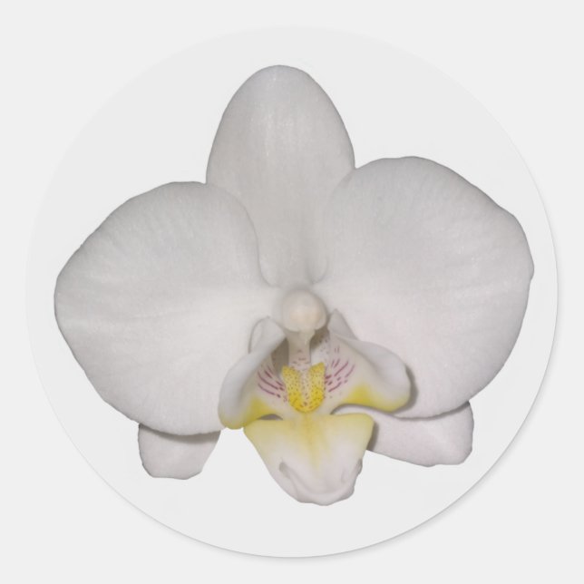White Orchid Stickers (Front)