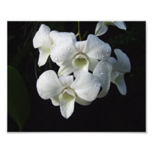 White Orchids 10" x 8" Photo Print