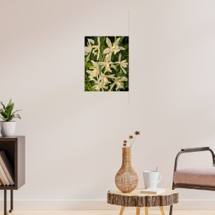 White Orchids and Ferns Floral Poster