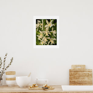 White Orchids and Ferns Floral Poster