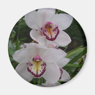 White Orchids Beautiful Tropical Flowers Magnet