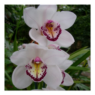 White Orchids Beautiful Tropical Flowers Poster