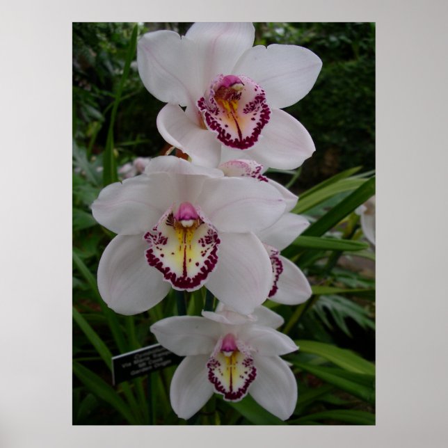 White Orchids Beautiful Tropical Flowers Poster (Front)
