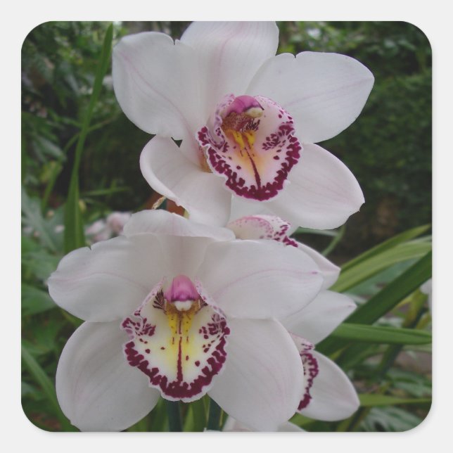 White Orchids Beautiful Tropical Flowers Square Sticker (Front)