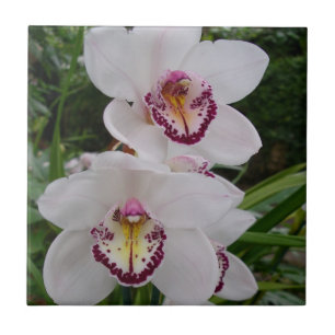 White Orchids Beautiful Tropical Flowers Tile