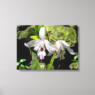 White Orchids Canvas Print