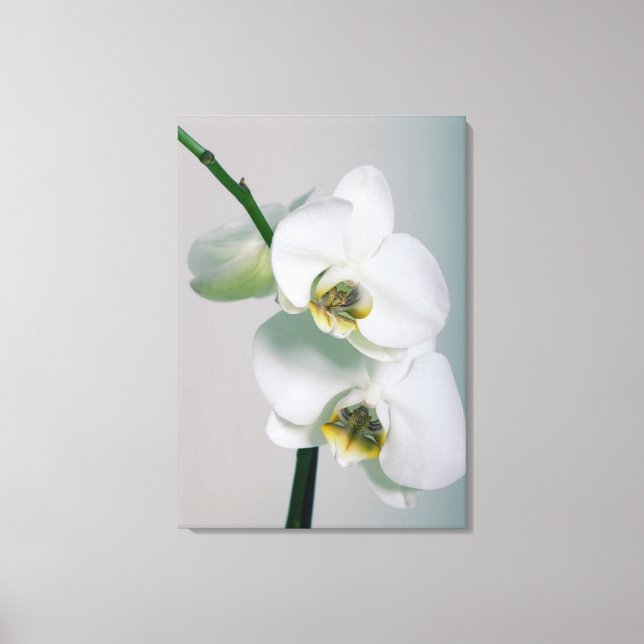 White orchids canvas print (Front)