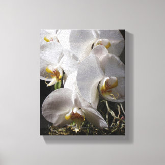 White Orchids Canvas Print