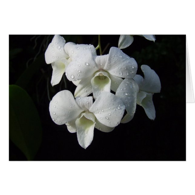 White Orchids Card (Front Horizontal)