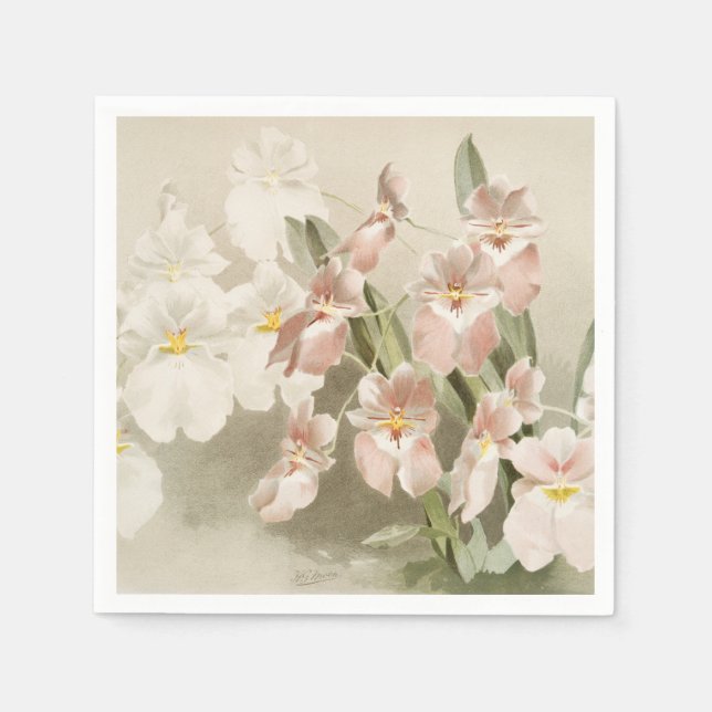White Orchids Flower Vintage Old Illustration Napkin (Front)