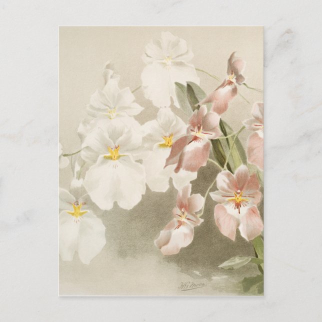 White Orchids Flower Vintage Old Illustration Postcard (Front)