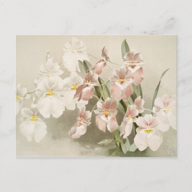 White Orchids Flower Vintage Old Illustration Postcard (Front)