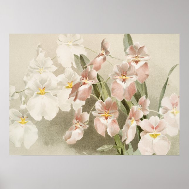White Orchids Flower Vintage Old Illustration Poster (Front)