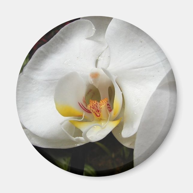 White Orchids Magnet (Front)
