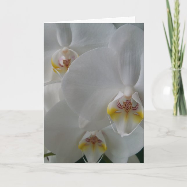 White Orchids on a blank card (Front)