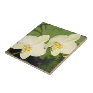 White Orchids on a green background Tile