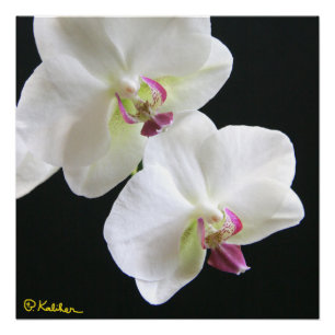 White Orchids on Black Poster