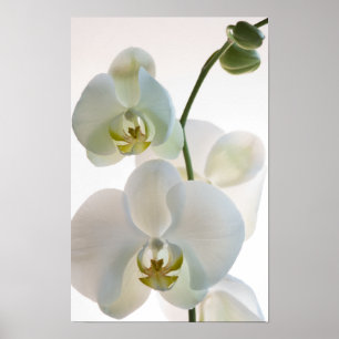 White Orchids Poster