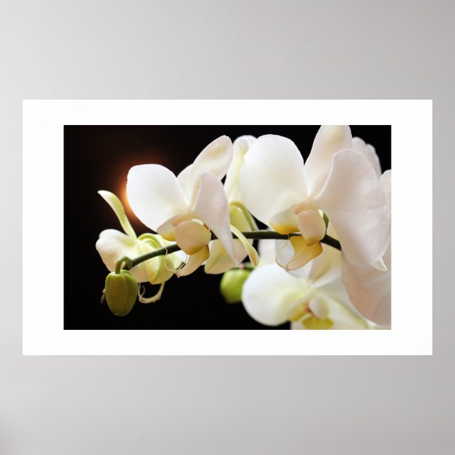 White Orchids Poster (Front)