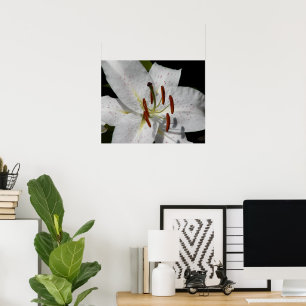 White Oriental Lily Floral Photographic Poster