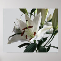 White Oriental Lily Flower