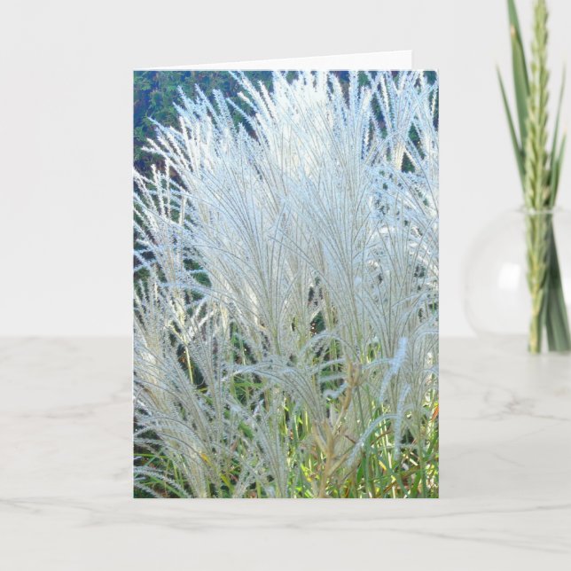 White Ornamental Grass  greeting card (Front)