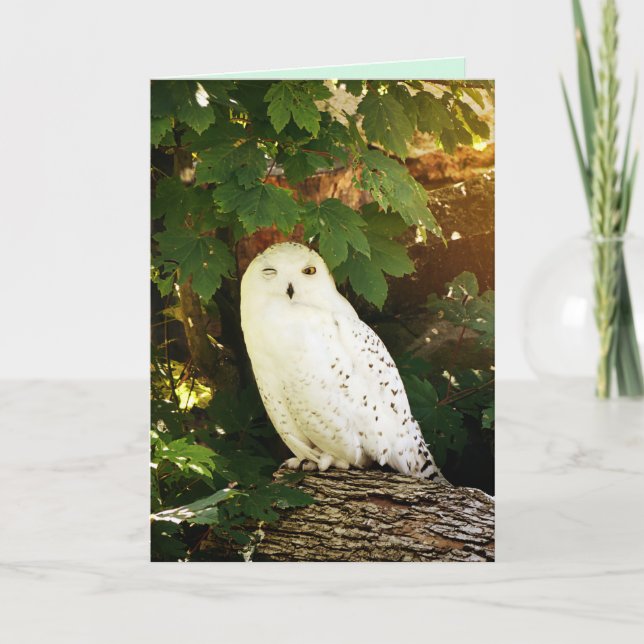 white owl greeting card (Front)