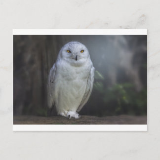 White Owl in Night Postcard