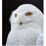 White Owl Standing Photo Sculpture<br><div class="desc">Beautiful snowy owl.</div>