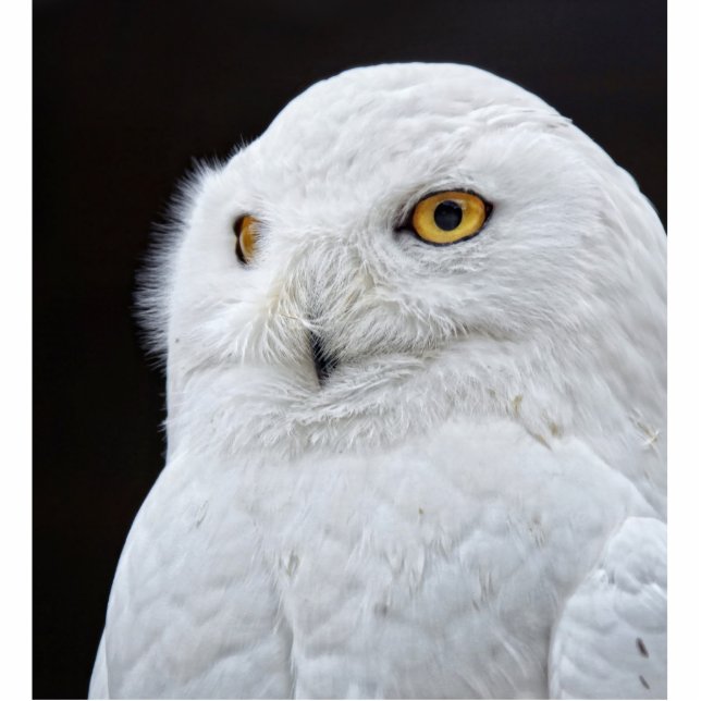 White Owl Standing Photo Sculpture (Front)