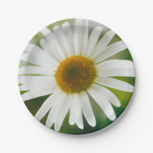 White Oxeye Daisy - Leucanthemum vulgare  Paper Plate