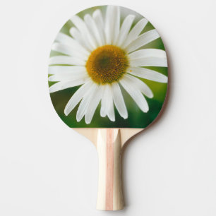 White Oxeye Daisy - Leucanthemum vulgare Ping Pong Paddle