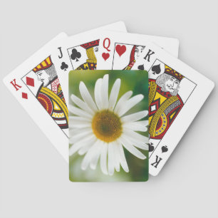 White Oxeye Daisy - Leucanthemum vulgare  Playing Cards