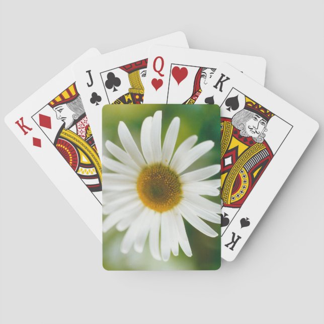 White Oxeye Daisy - Leucanthemum vulgare  Playing Cards (Back)