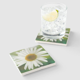 White Oxeye Daisy - Leucanthemum vulgare Stone Coaster