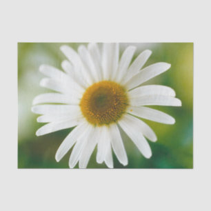 White Oxeye Daisy - Leucanthemum vulgare   Tissue Paper