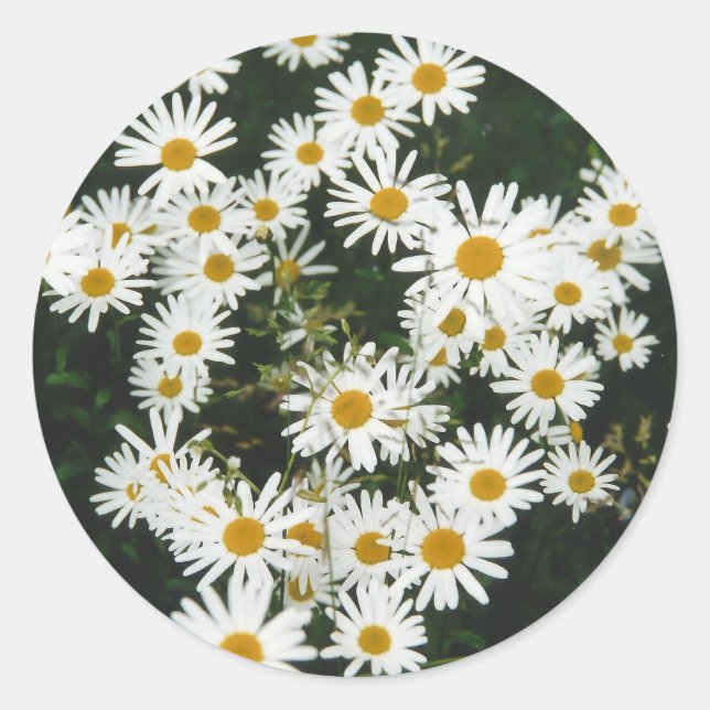White Oxeye Daisy Meadow Classic Round Sticker (Front)