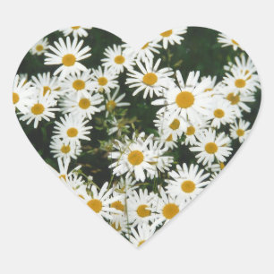 White Oxeye Daisy Meadow Heart Sticker