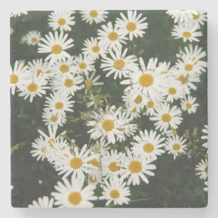 White Oxeye Daisy Meadow Stone Coaster