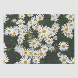White Oxeye Daisy Meadow Tissue Paper