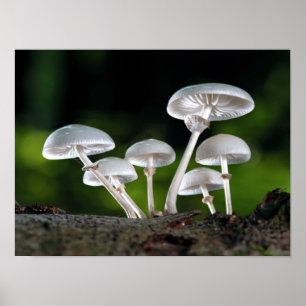 White Oyster Autumn Mushrooms Poster