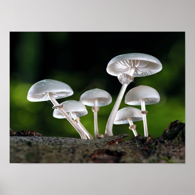 White Oyster Autumn Mushrooms Poster (Front)
