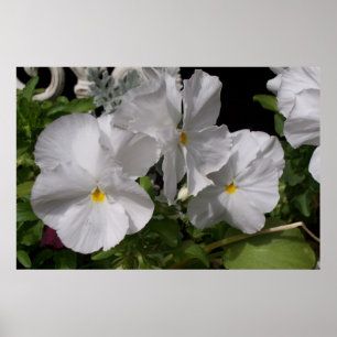 White Pansies Poster