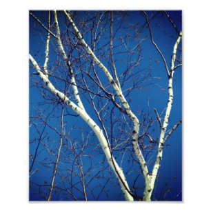 White Paper Birch Tree Branches Against Blue Sky Photo Print