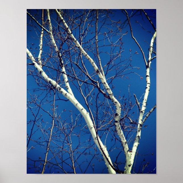 White Paper Birch Tree Branches Against Blue Sky  Poster (Front)